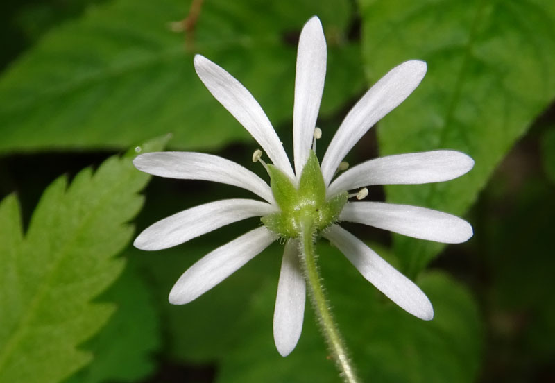 Stellaria nemorum subsp. nemorum / Centocchio dei boschi